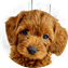 Yorkshire Terrier Puppy For Sale Luxury Puppy